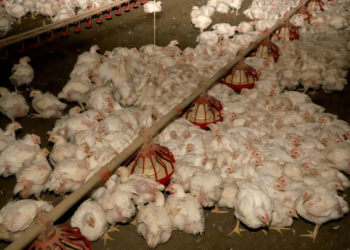 Produção de carne de frango deve crescer em 2025, mas terá que enfrentar desafios