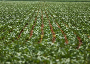 Milho: Paraná inicia plantio da 2ª safra em área de 2,56 mi de hectares