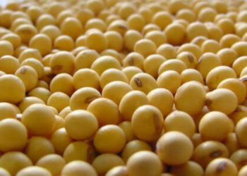 Soja registra elevação no preço e começa semana vendida a R$ 131,56, no interior do Paraná