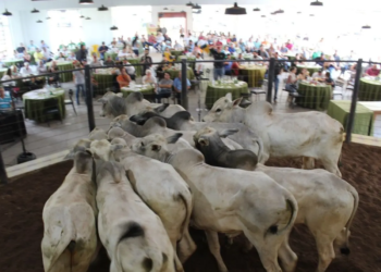 Mais de 2.500 animais serão comercializados durante os três leilões da Expo 2025