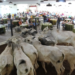 Mais de 2.500 animais serão comercializados durante os três leilões da Expo 2025
