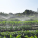 Apip oficializa pedido de criação do polo de agricultura irrigada do Noroeste do Paraná