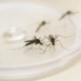 Aumento de casos e mortes de dengue no primeiro mês de 2025 preocupa