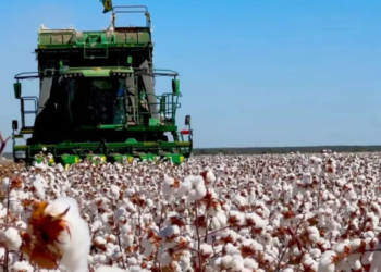 Produção global de algodão em 2024/25 deve aumentar 5,9%, diz Icac