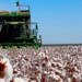 Produção global de algodão em 2024/25 deve aumentar 5,9%, diz Icac