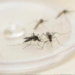 Paranavaí registra 18 novos casos de dengue em uma semana