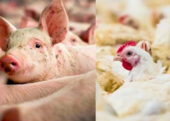 Custos na produção de frangos de corte e suínos aumentam em janeiro