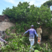 Greening: em 12 dias, Secretaria de Agricultura elimina mais de 800 árvores cítricas contaminadas