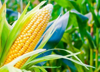 Mercado de milho mantém preços firmes no Brasil, apesar de negociações travadas