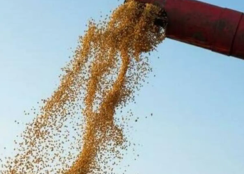 Soja recua 0,75% em Paranaguá (PR)