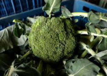 Comissão de Hortifrutis debate a certificação da produção e abertura de mercados