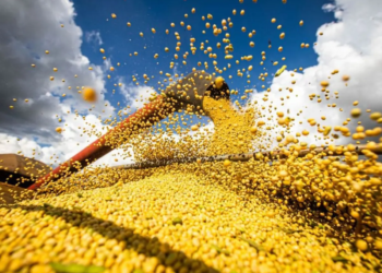 Veja a situação da colheita da safra 2024/25 do arroz, milho e da soja