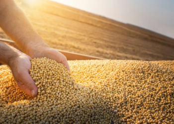 Soja em alta no Paraná