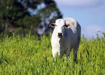 Pecuária Moderna passa a ter comitê-gestor para turbinar setor no Paraná