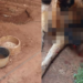 Homem é preso por maus-tratos a animais em Paraíso do Norte