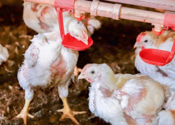 Custos de produção de frangos de corte e de suínos aumentam em fevereiro