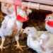 Custos de produção de frangos de corte e de suínos aumentam em fevereiro
