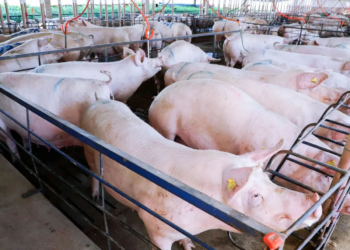 Preços do suíno vivo e da carne registram recuperação em fevereiro