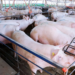 Preços do suíno vivo e da carne registram recuperação em fevereiro