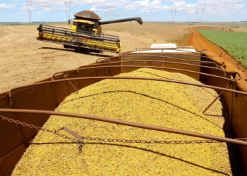 Soja em queda no Paraná