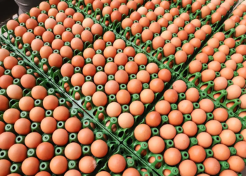 País tem recorde na produção de ovos, abate de bovinos, frango e porco