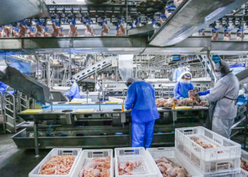 Estado lidera crescimento absoluto na produção de frangos e suínos no Brasil