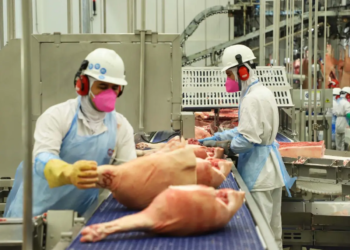 Paraná alcança maior participação da história na produção nacional de suínos