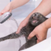 Gato pode tomar banho? Veterinária revela segredos da higiene dos felinos domésticos