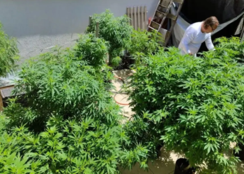 Anvisa fará consulta pública para atualizar regulamentação da cannabis