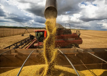 Conab espera produção de grãos em 330,3 milhões de toneladas