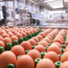 Produção de ovos para consumo cresce 5,7% no Paraná