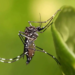 Paranavaí registra 182 casos de dengue, apontam dados preliminares