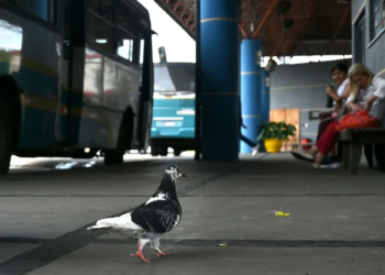 Projeto de lei da Prefeitura de Paranavaí proíbe alimentar pombos em lugares públicos