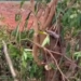 Jiboia é encontrada em árvore e capturada pelos bombeiros em Nova Londrina