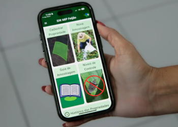 Líder nacional em produção de feijão, Paraná ganha aplicativo para monitorar pragas