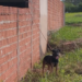 Cão é resgatado pela GM após pular muro e se enforcar com corda no Jardim Itália 2