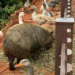 Capivara se prende em cabo de telefonia e é resgatada por moradores no Parque Ouro Branco
