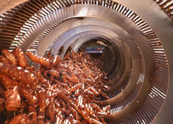 Simp incentiva automatização na pesagem do teor de amido da raiz de mandioca