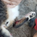 Gato fica ferido por linha de pipa com cerol e mobiliza Guarda Municipal em Paranavaí