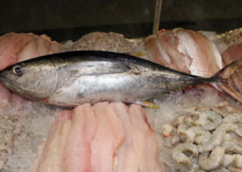 Saúde faz recomendações sobre o consumo de pescados