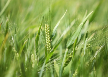 Paraná pode ter maior área de cevada da história e aumentar liderança nacional de produção