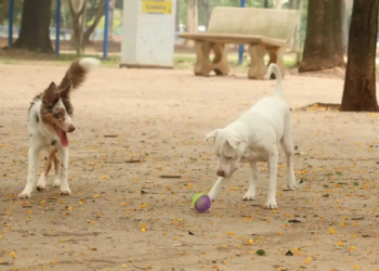 Conheça o SinPatinhas, novo RG Animal para cães e gatos