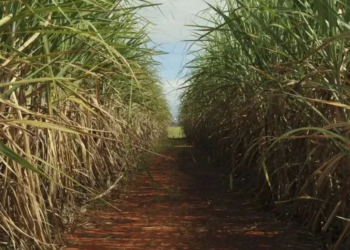 Conab estima produção de cana-de-açúcar em 676,96 milhões de toneladas