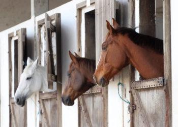 Passaporte Equestre facilita emissão de guia de trânsito para equídeos