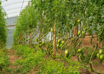 Estado compra R$ 130 milhões da agricultura familiar e distribui 19 mil toneladas de alimentos