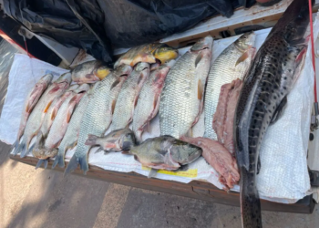 PM Ambiental apreende mais de 27 kg de peixes e prende dois homens em flagrante