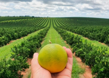 Paraná se une contra o greening