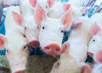 Paraná vai exportar carne suína para o Chile