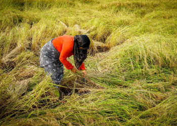 Produtores têm até sexta (25) para antecipar direito de venda de arroz em maio à Conab