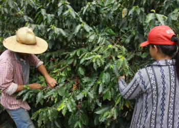 Deral traça panorama da safra de grãos no Paraná